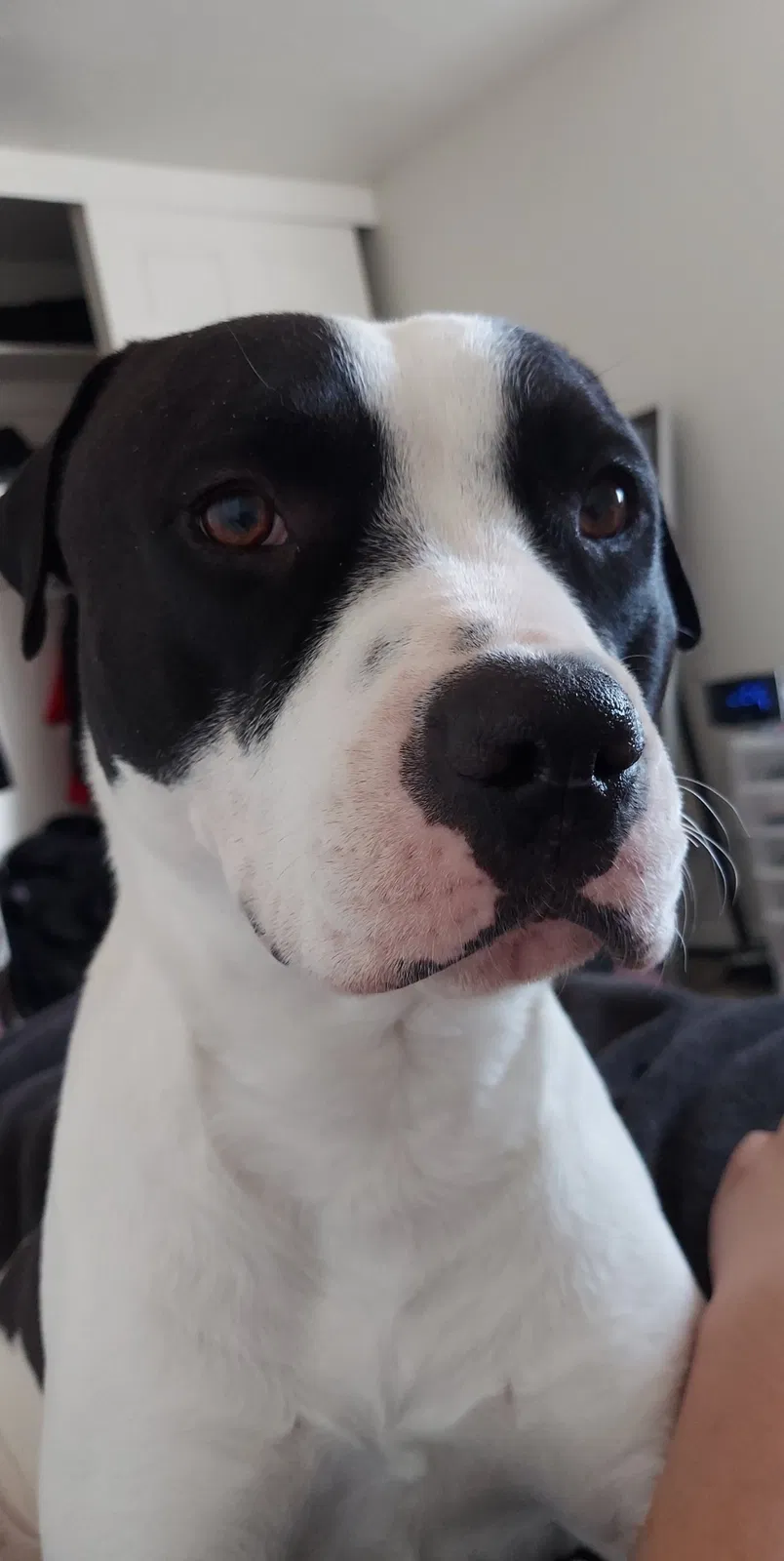 Lost dog in Phoenix, AZ, 85029