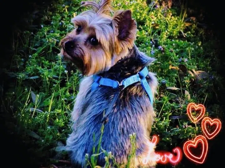 Lost dog in Virginia Beach, VA, 23455