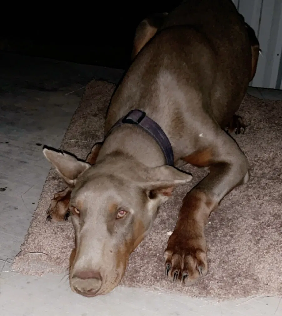 Lost dog in Odessa, TX, 79763