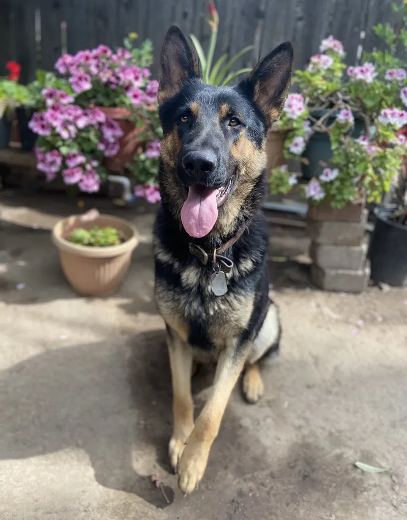 Lost dog in Sacramento, CA, 95838