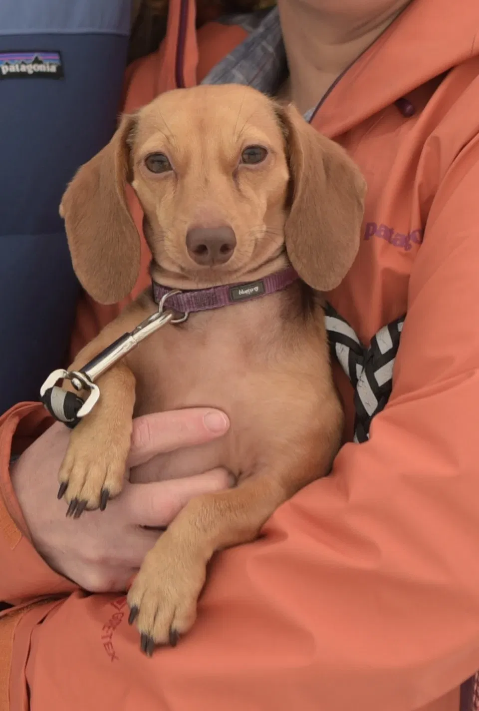 Lost dog in Moscow, ID, 83843