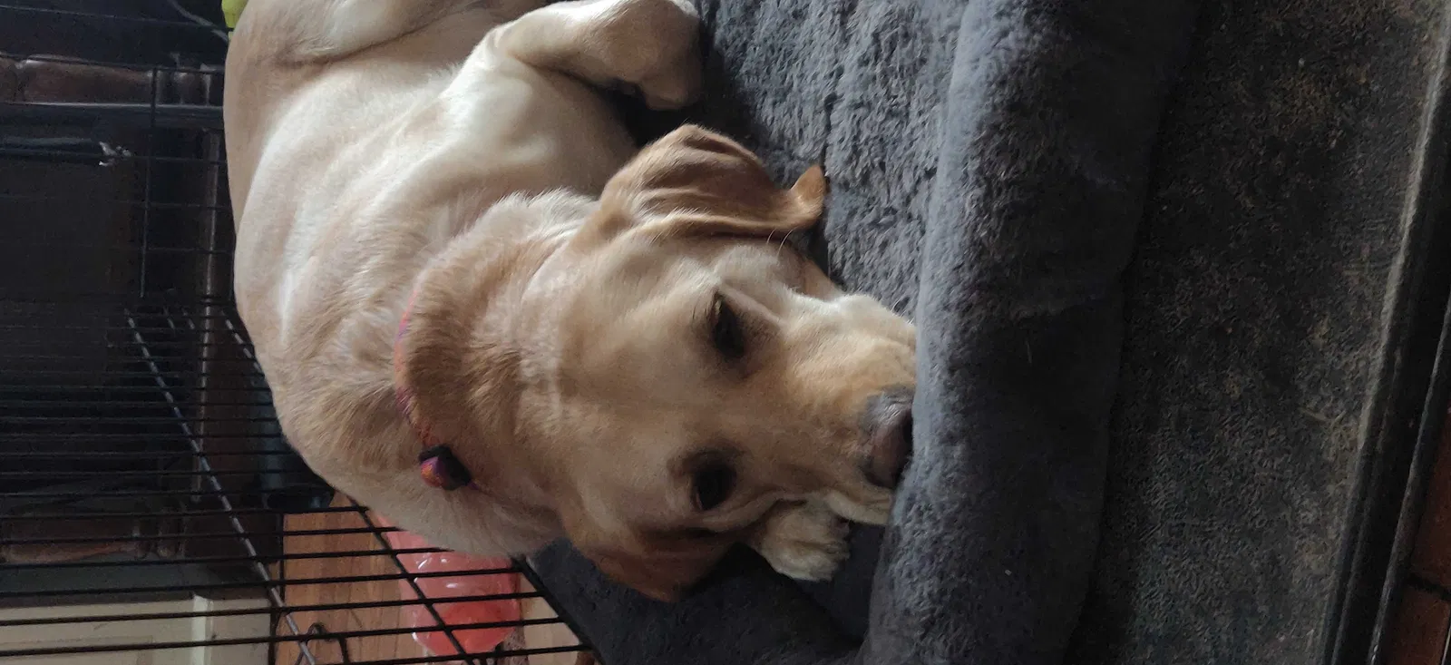 Lost dog in Dundee, IL, 60118