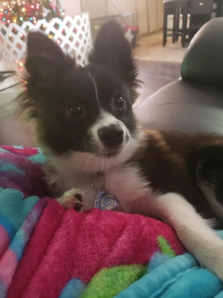Lost dog in Midland, TX, 79701