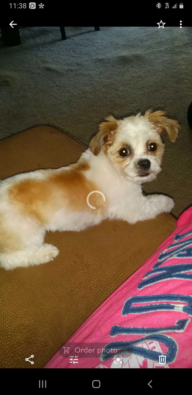 Lost dog in Lancaster, PA, 17603