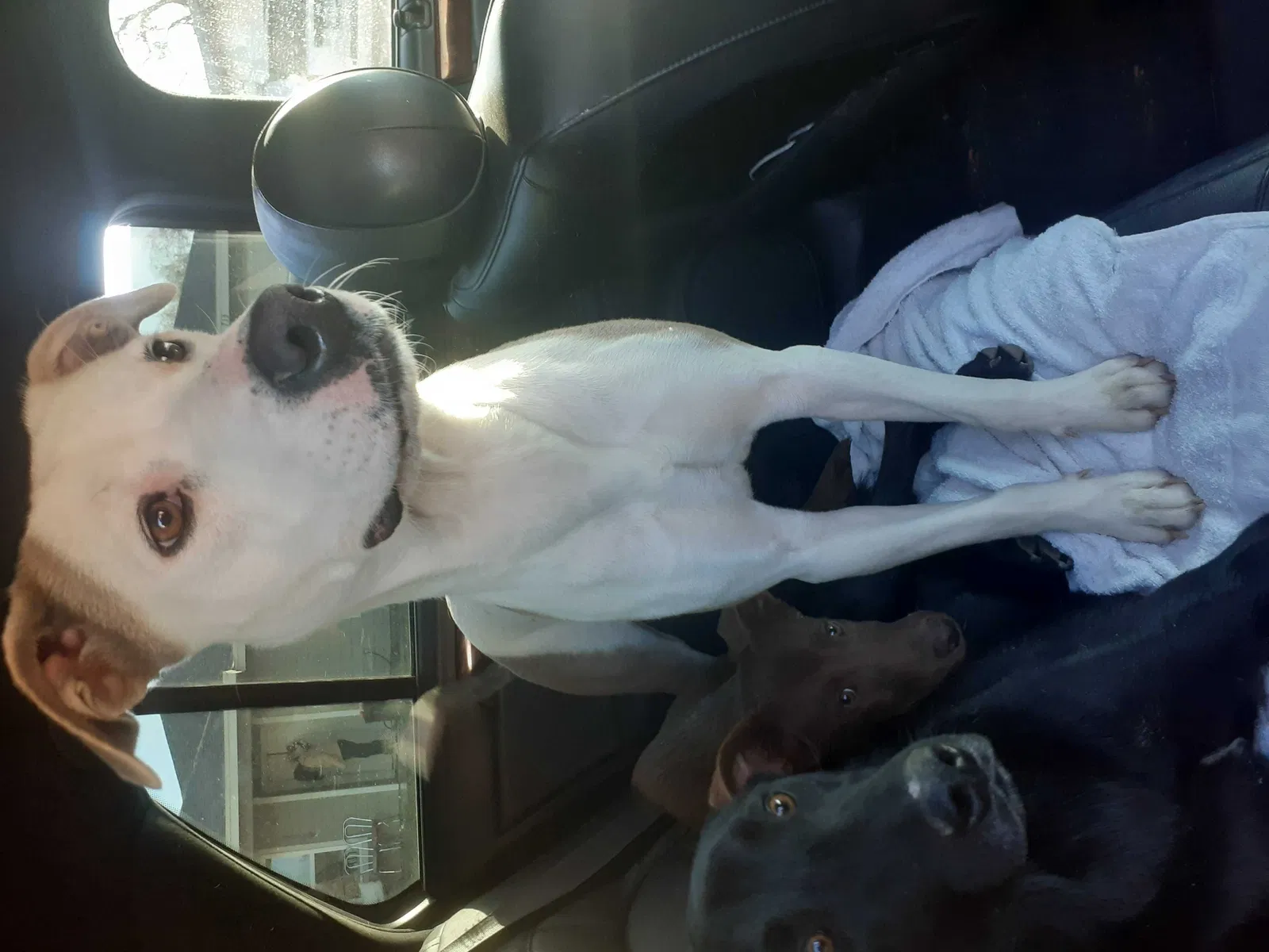 Lost dog in San Angelo, TX, 76903
