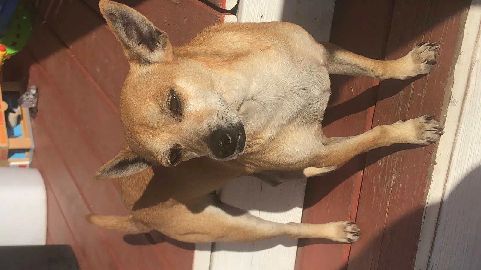 Lost dog in Lexington, SC, 29073