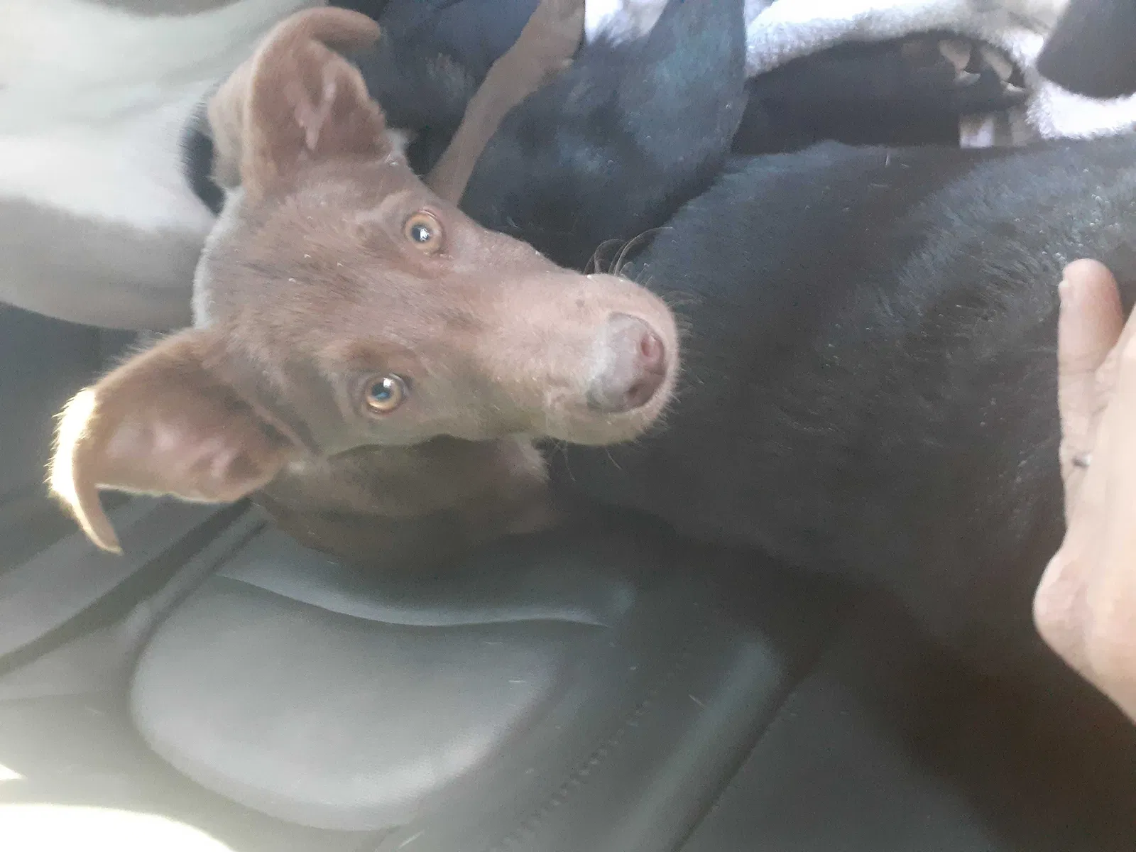 Lost dog in San Angelo, TX, 76903