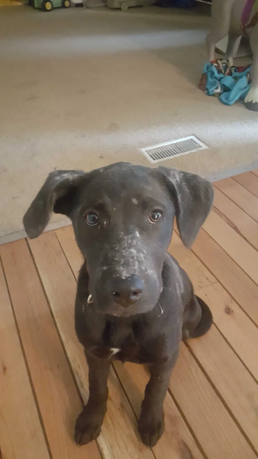 Lost dog in Ashville, AL, 35953