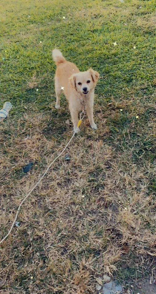 Lost dog in Bryan, TX, 77802