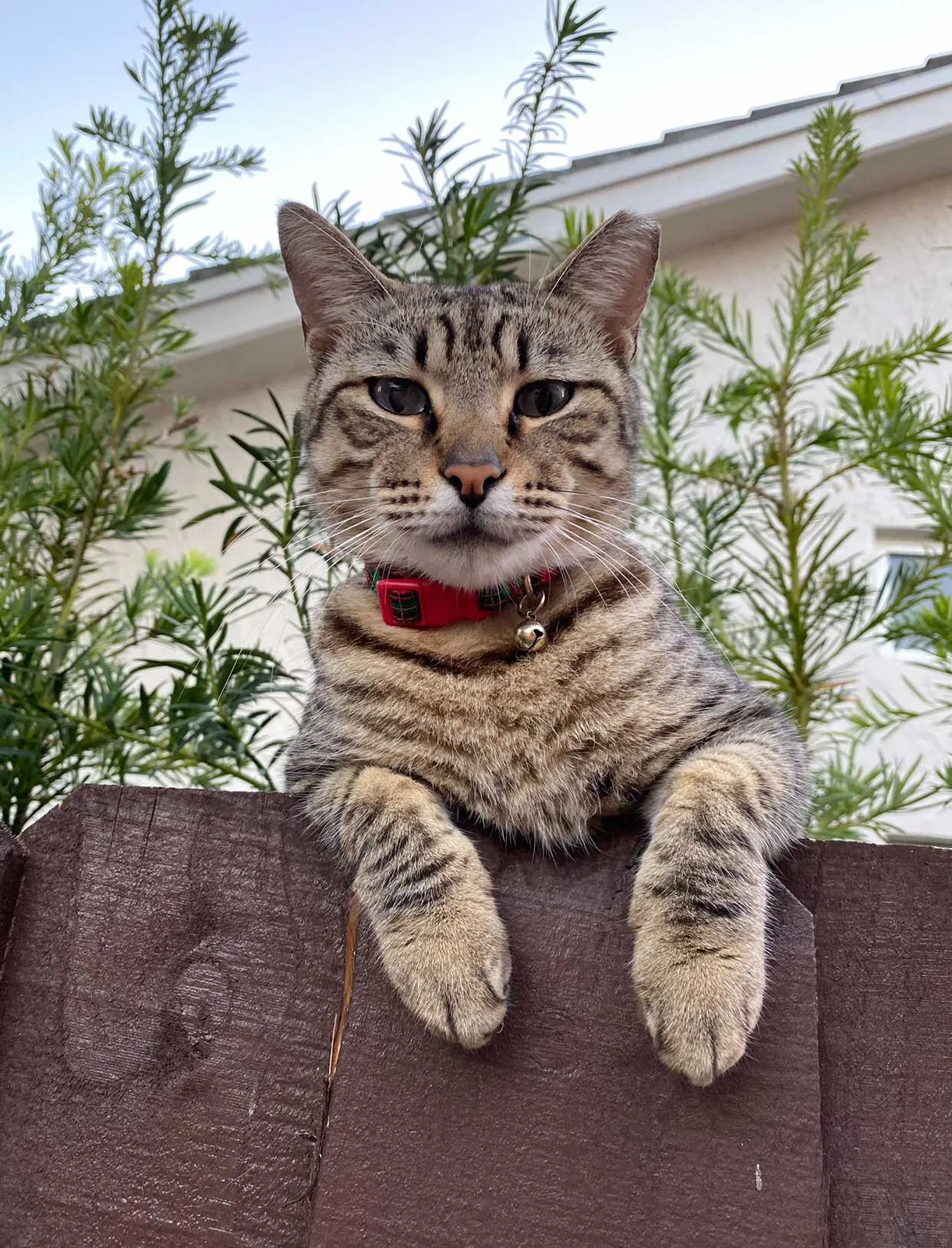 Lost cat in Miami, FL, 33185