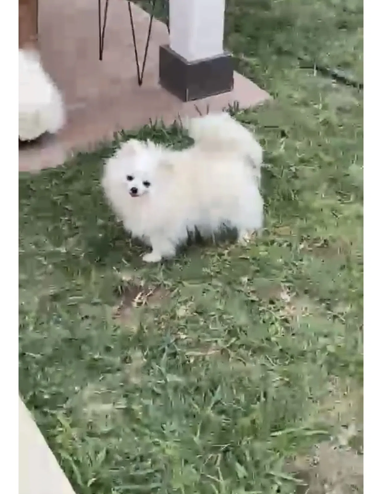 Lost dog in Mcallen, TX, 78504