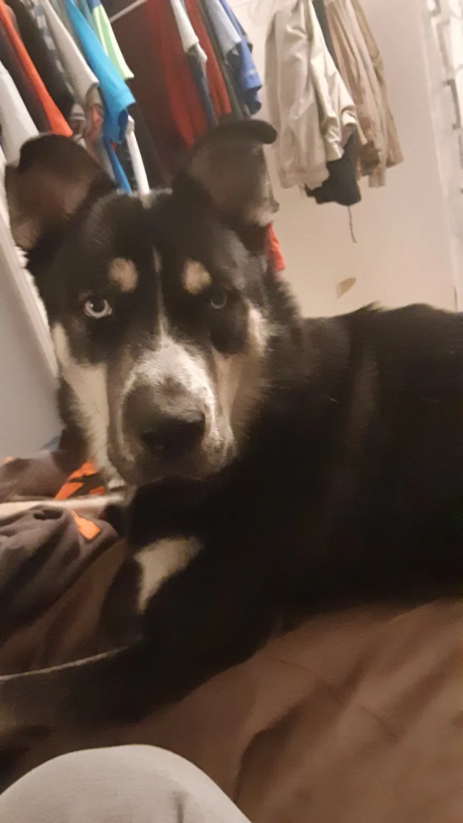 Lost dog in Lutz, FL, 33559