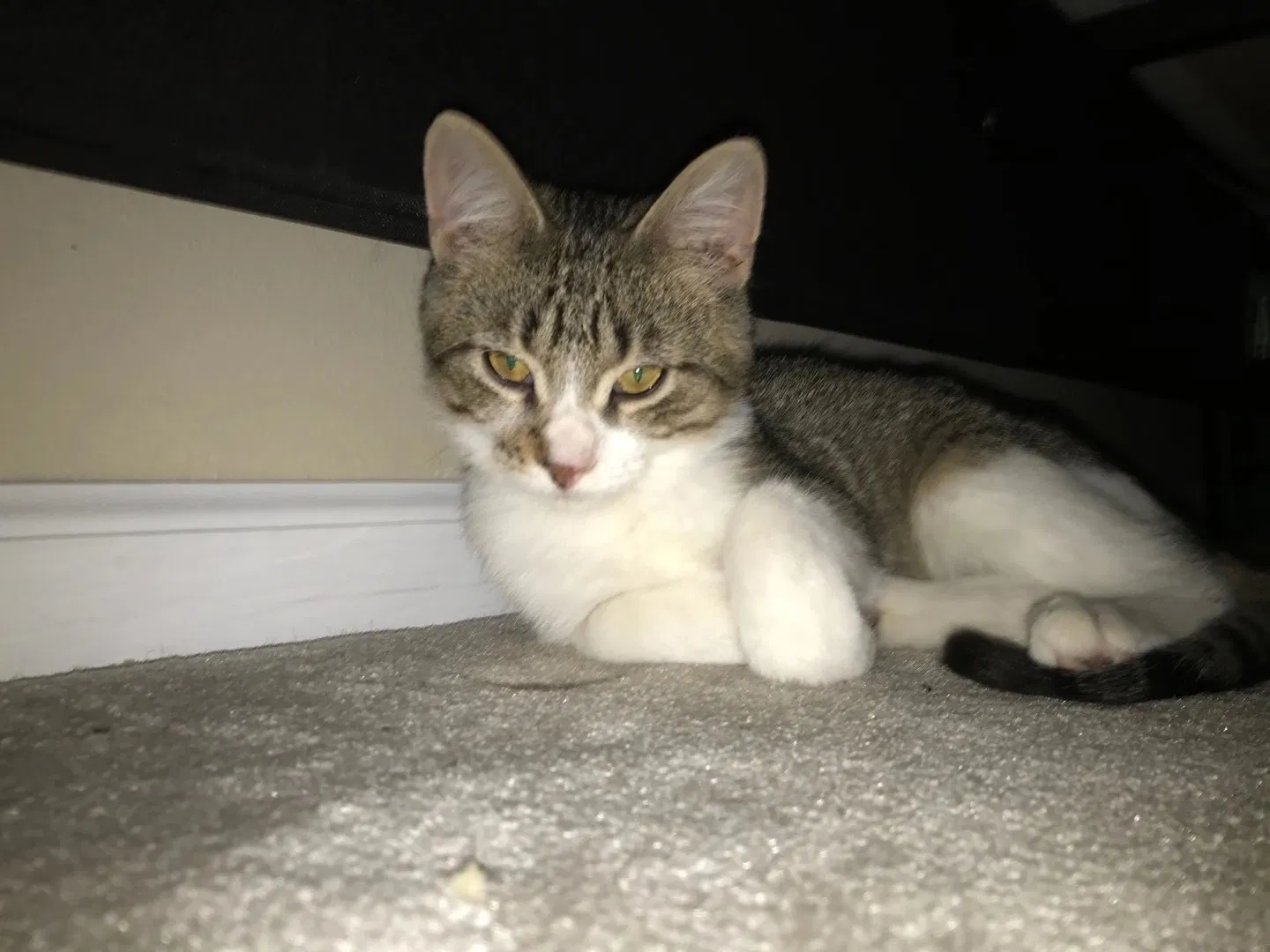 Lost cat in Little Rock, AR, 72212