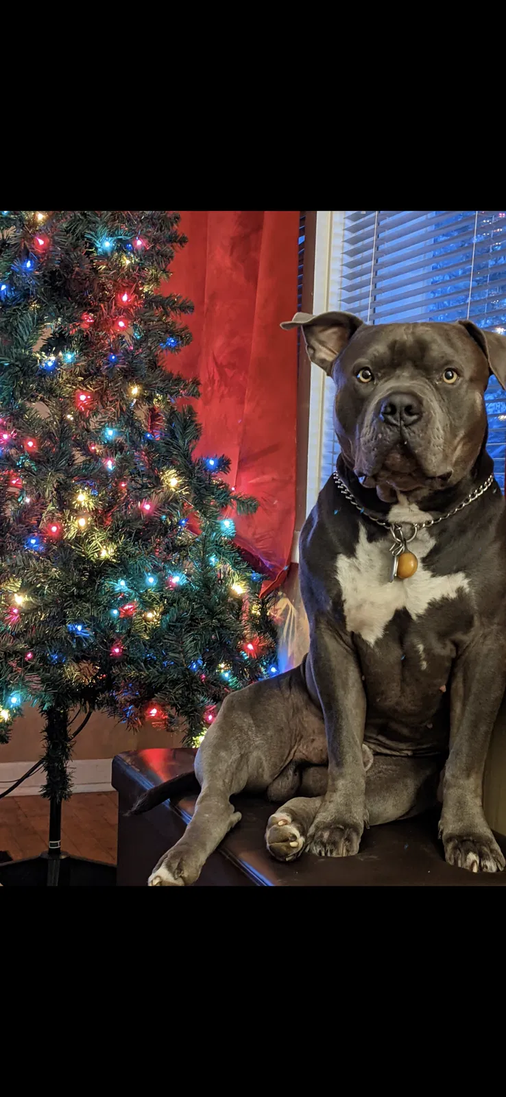 Lost dog in Oxford, AL, 36203