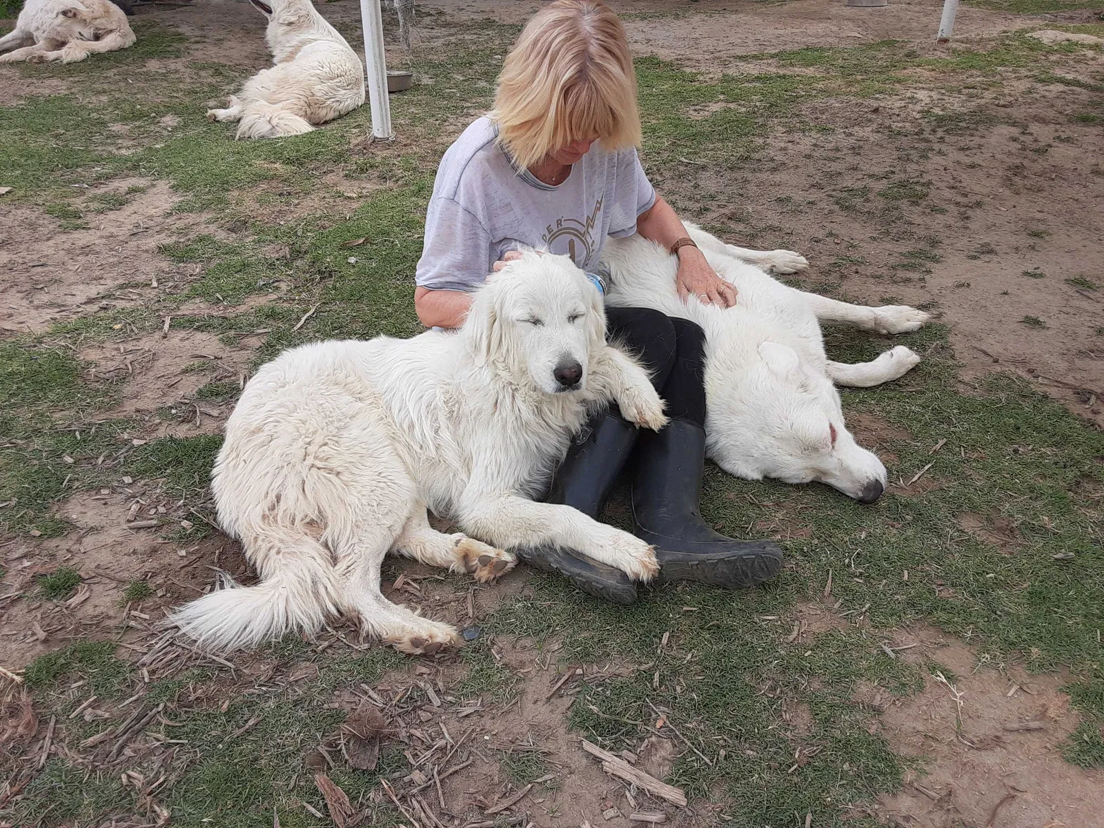 Lost dog in Coachella, CA, 92236
