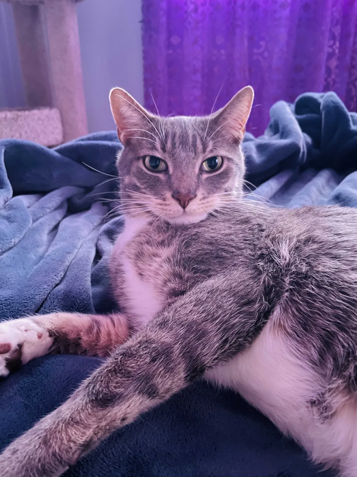 Lost cat in Rockville, MD, 20850