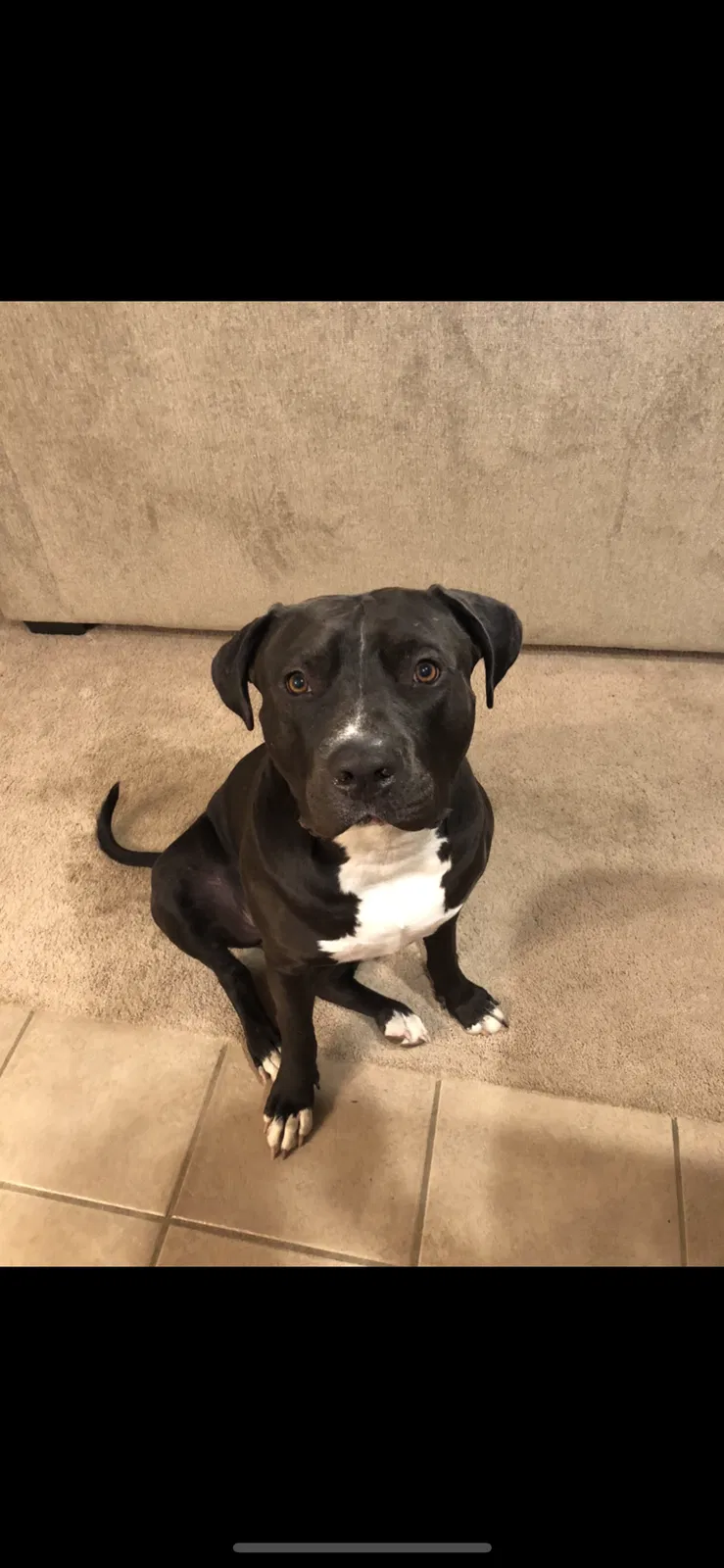 Lost dog in New Orleans, LA, 70130