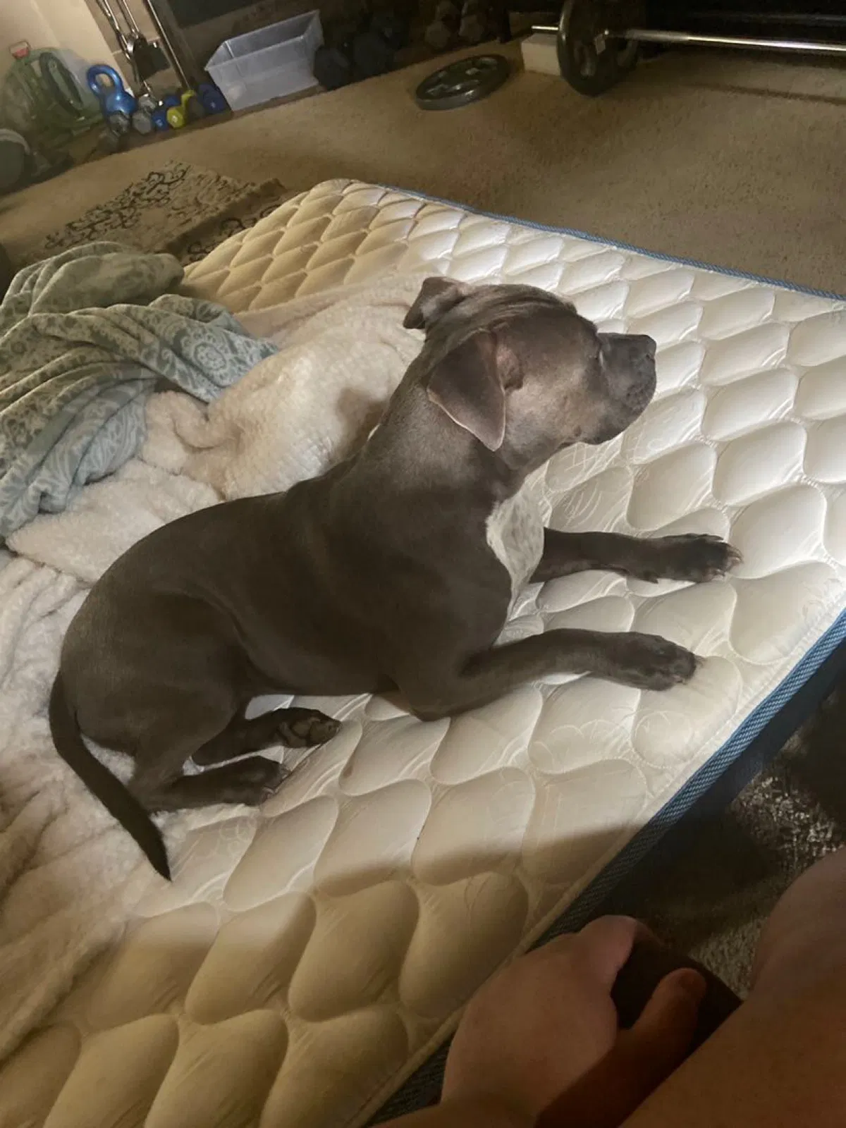 Lost dog in Copperas Cove, TX, 76522