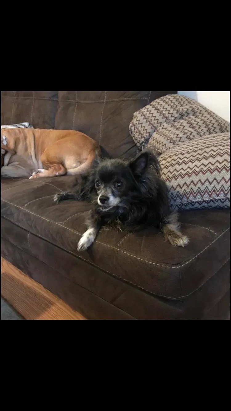 Lost dog in Fayetteville, AR, 72704