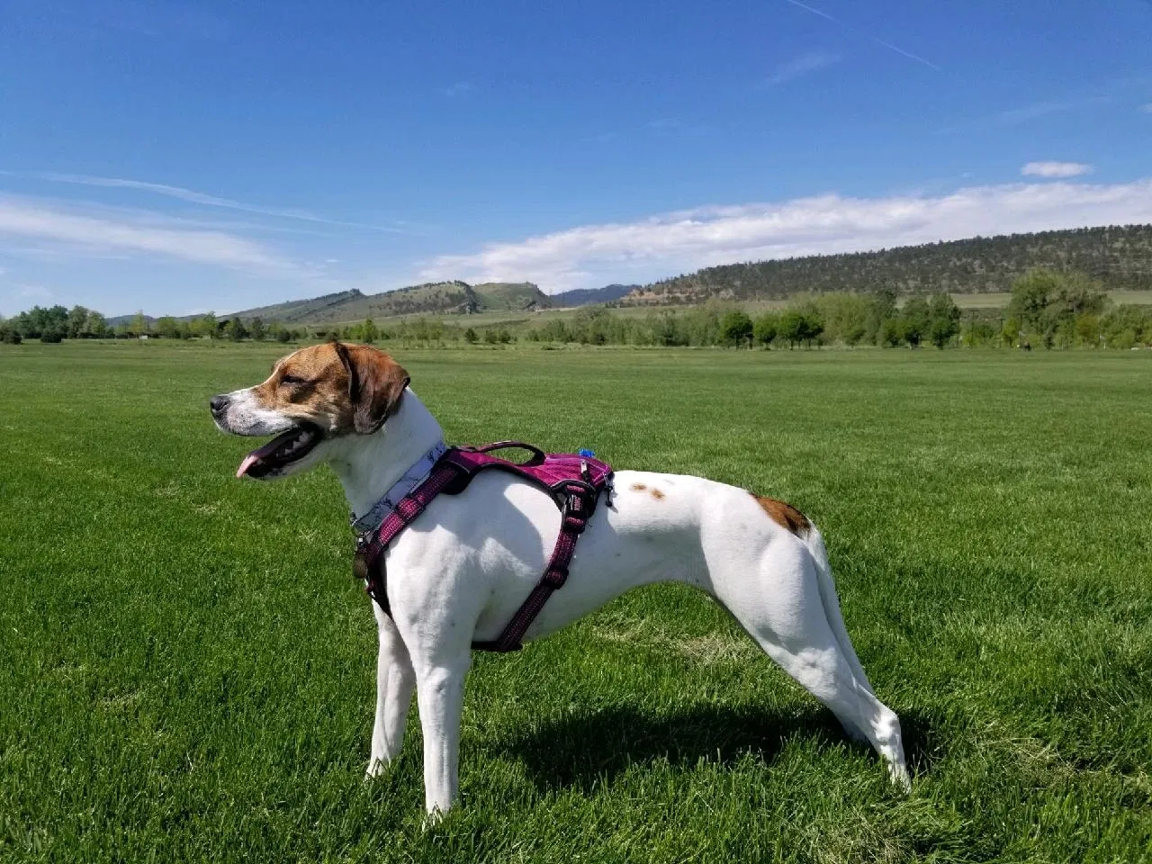 Lost dog in Fort Collins, CO, 80521