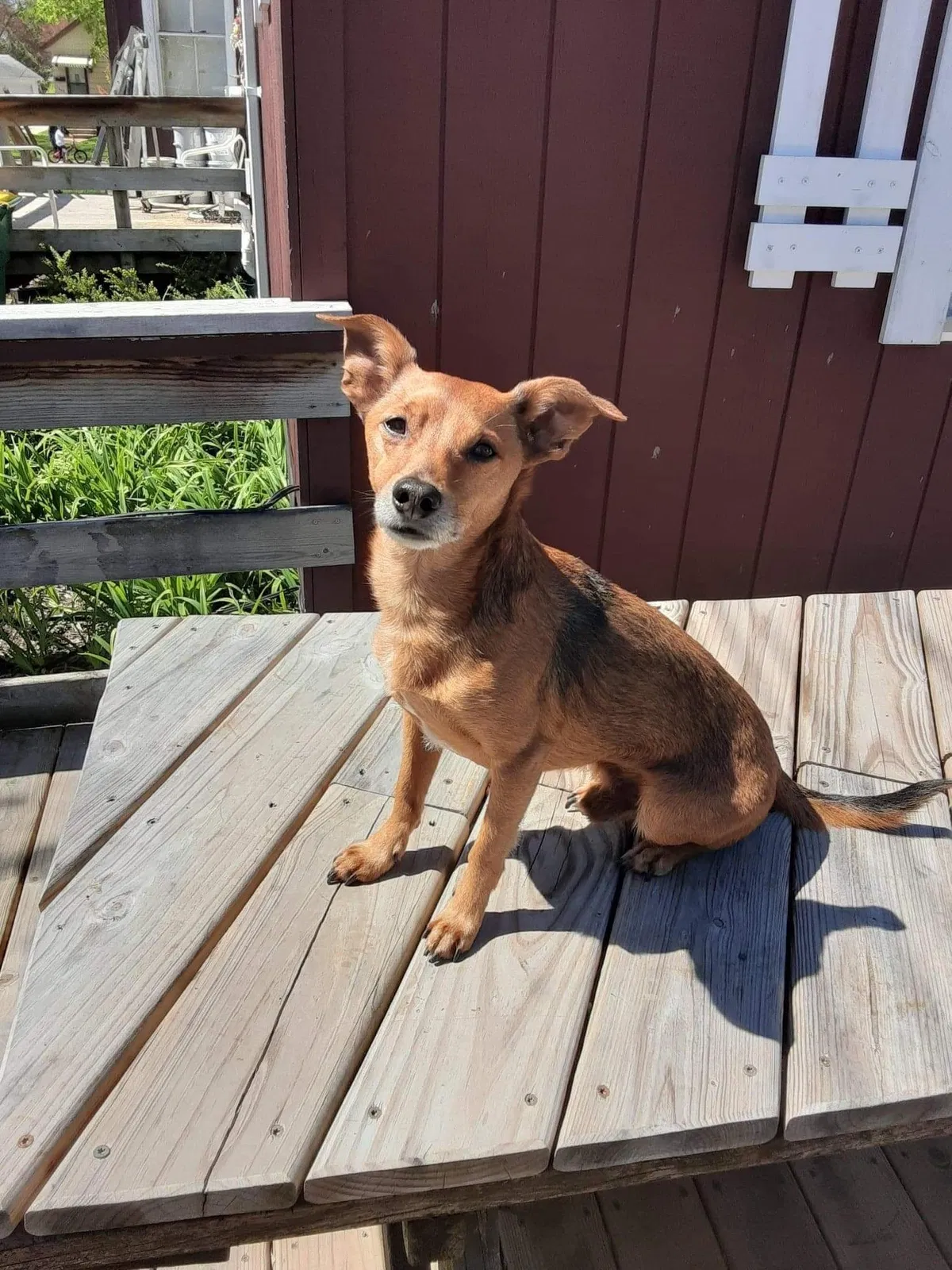 Lost dog in De Pere, WI, 54115