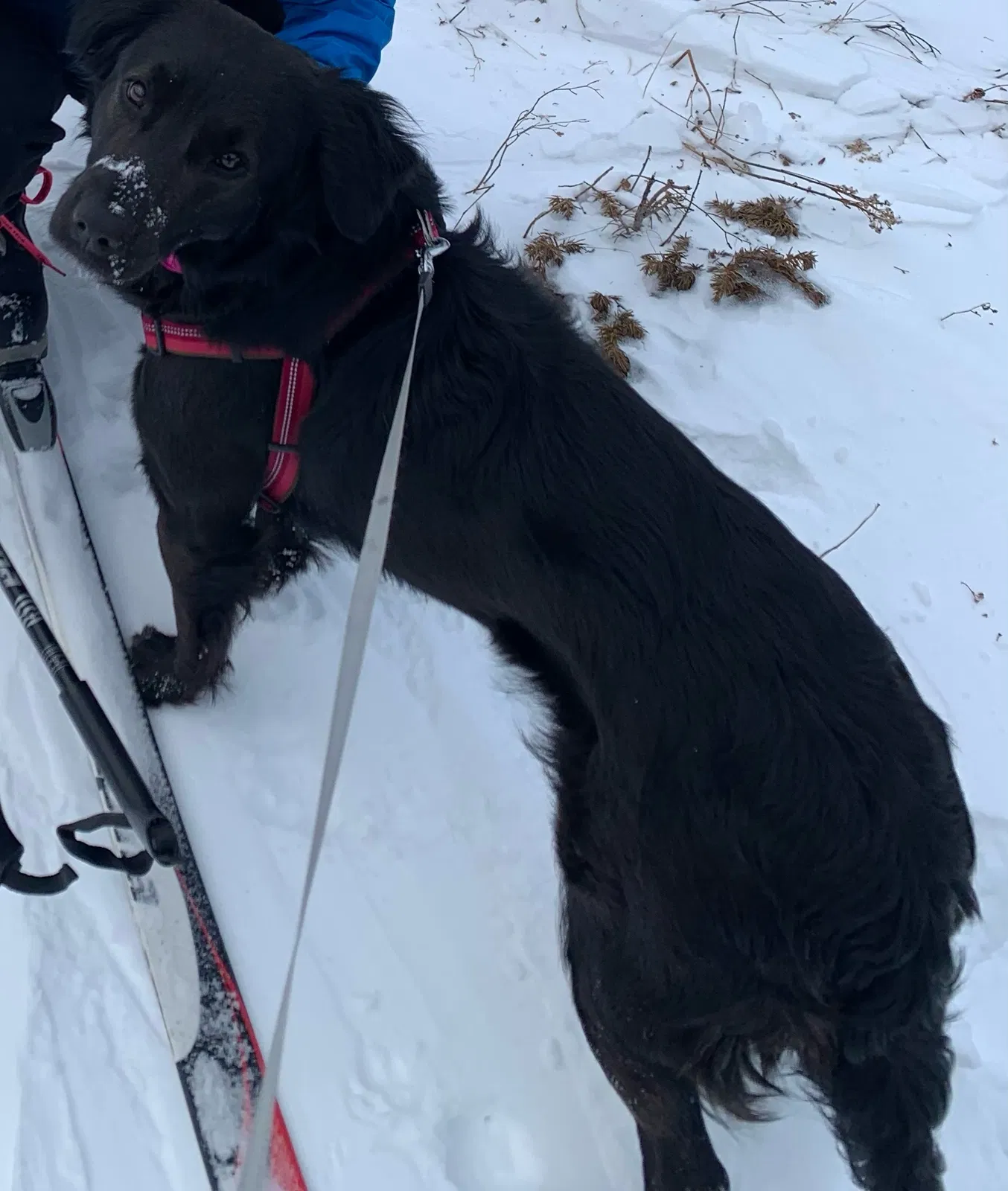 Lost dog in Brighton, CO, 80602