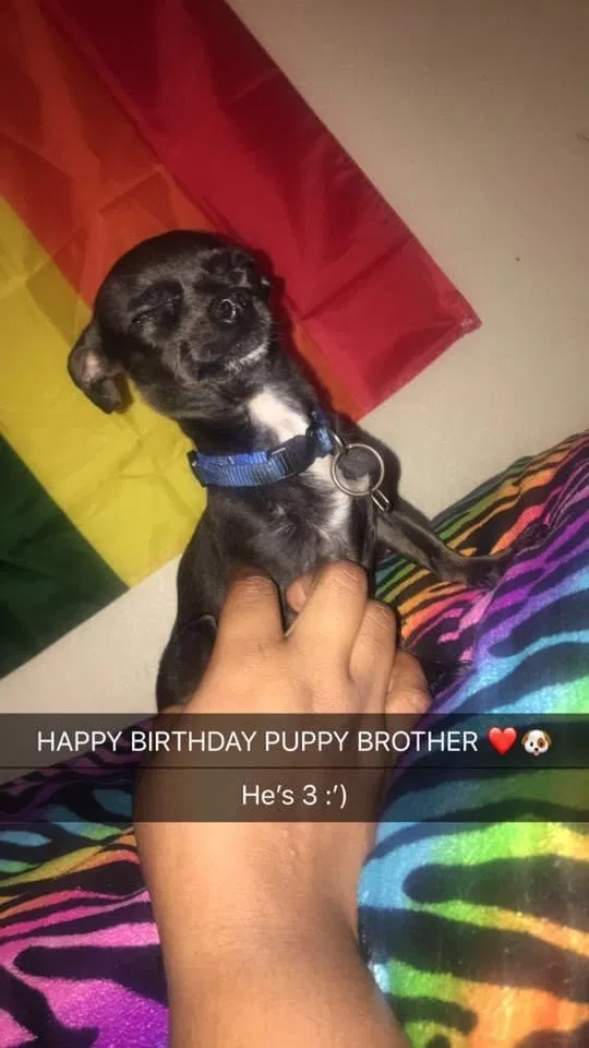 Lost dog in Lubbock, TX, 79403