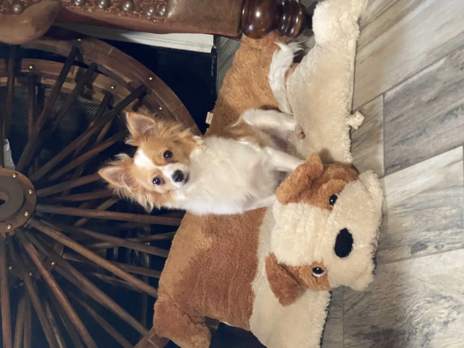 Lost dog in Duluth, GA, 30096
