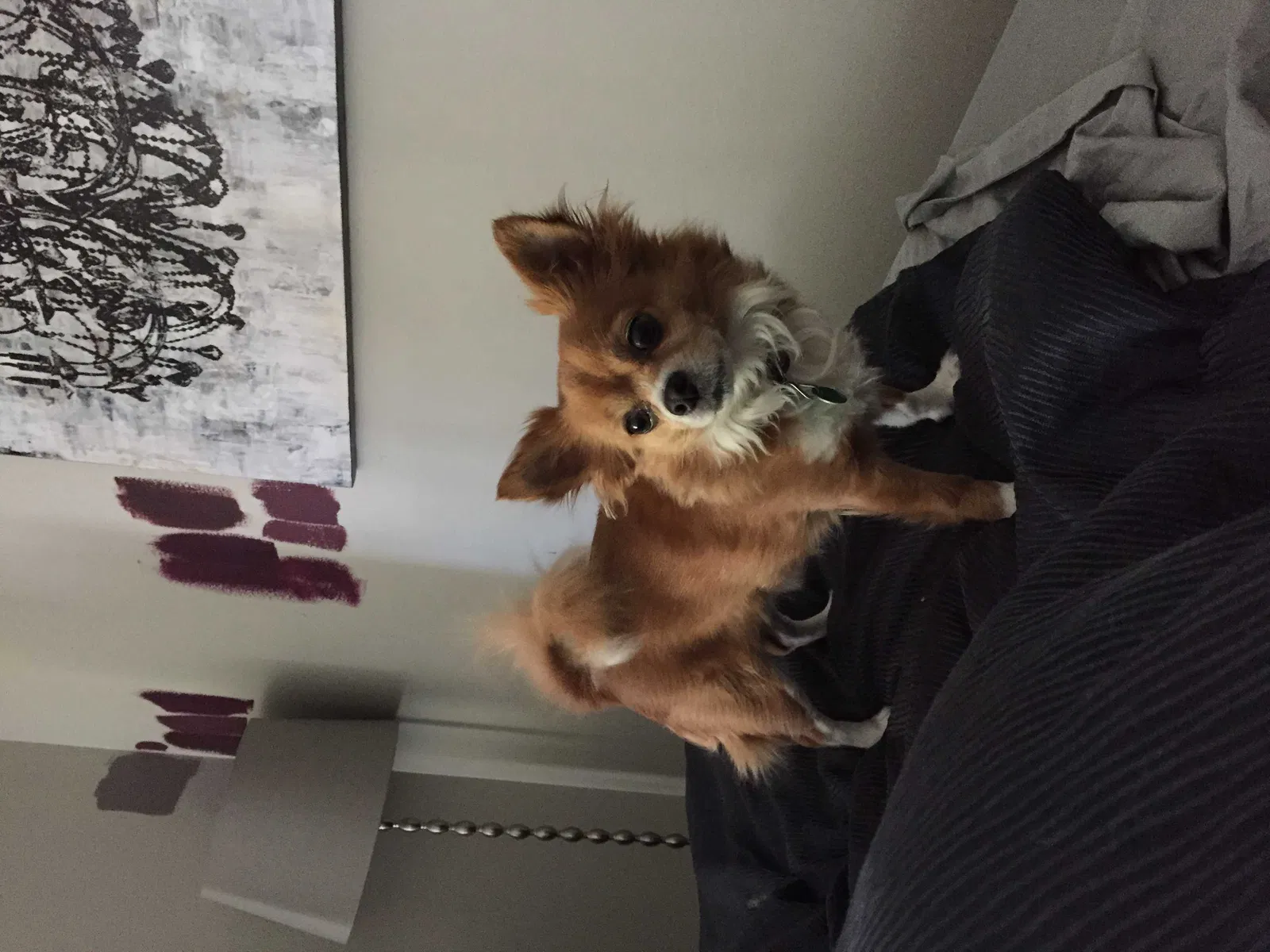 Lost dog in Denver, CO, 80205