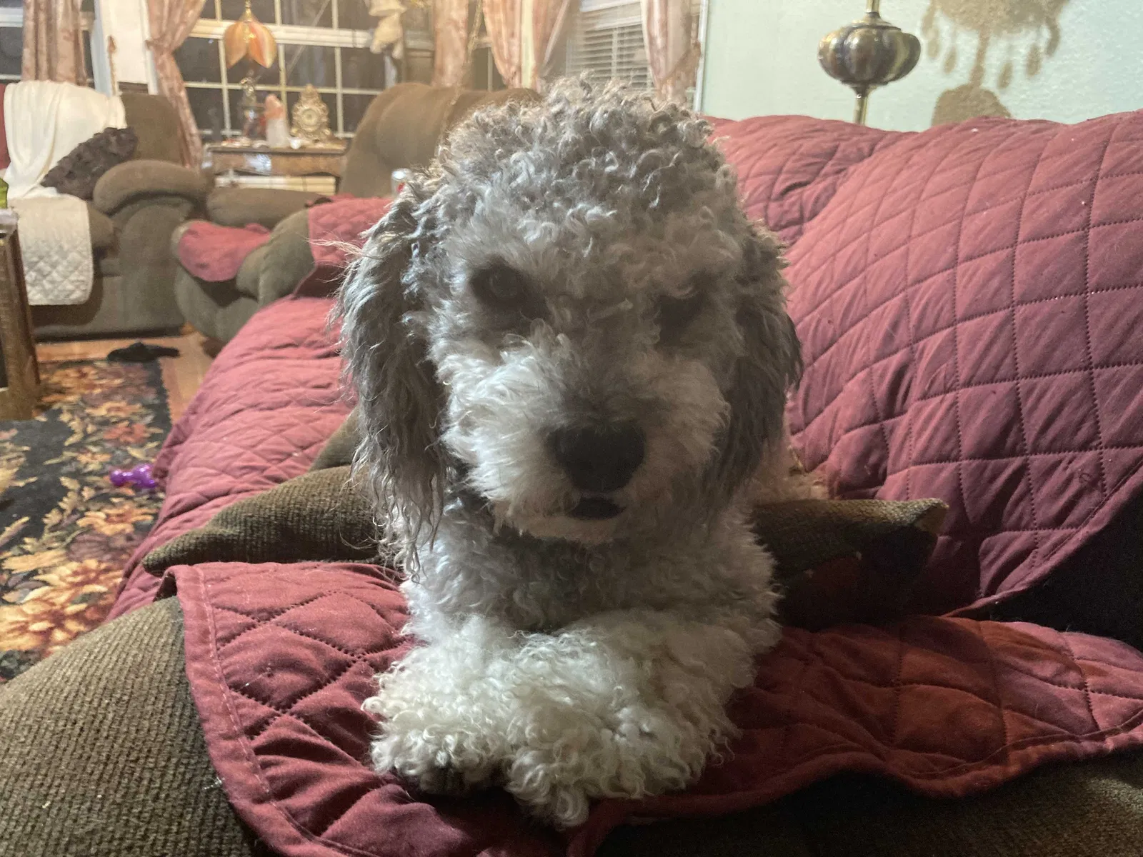 Lost dog in Harrisburg, OR, 97446