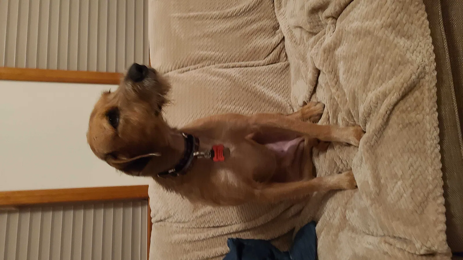 Lost dog in Reardan, WA, 99029