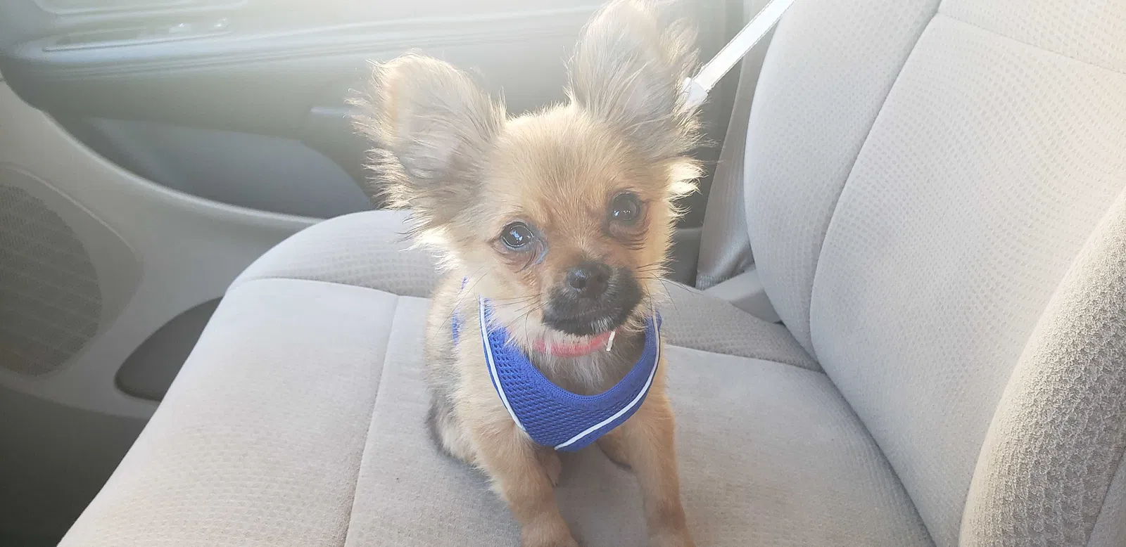 Lost dog in Milwaukee, WI, 53204