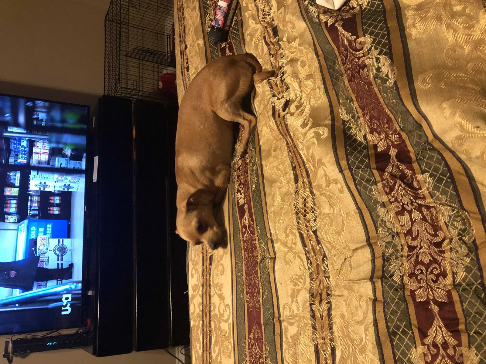 Lost dog in Crowley, TX, 76036