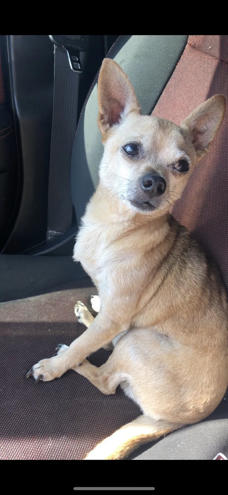 Lost dog in Charleston, WV, 25306