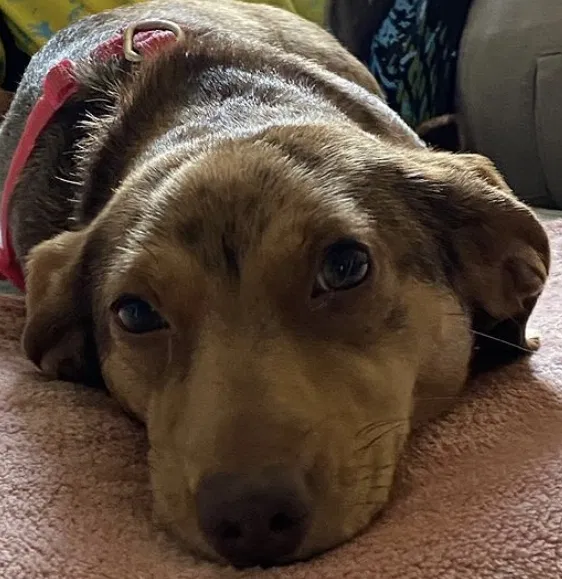 Lost dog in Summerfield, NC, 27358