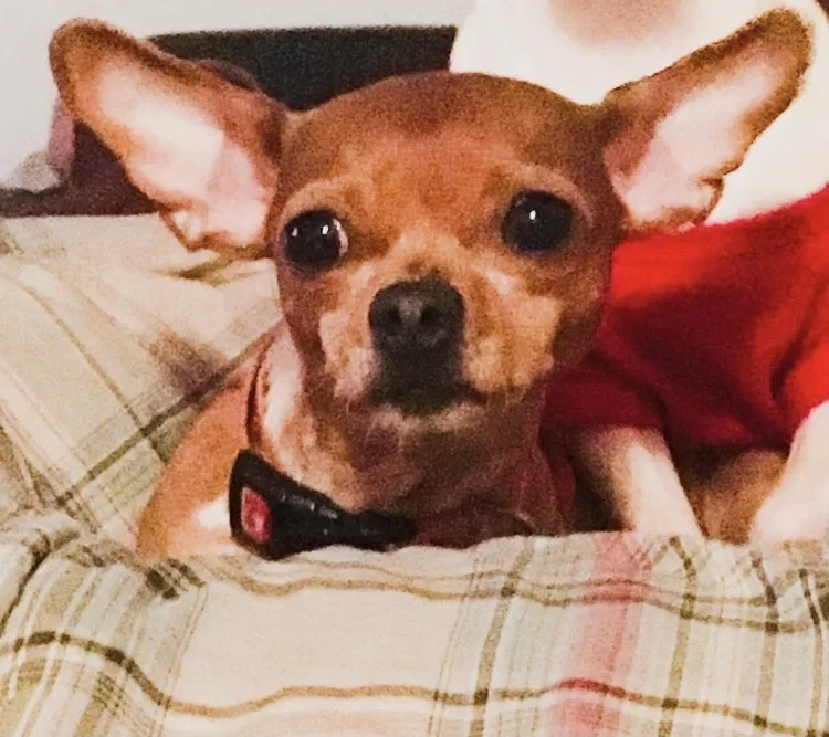 Lost dog in Chicago, IL, 60623