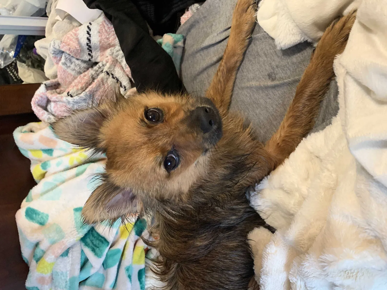 Lost dog in Topeka, KS, 66615