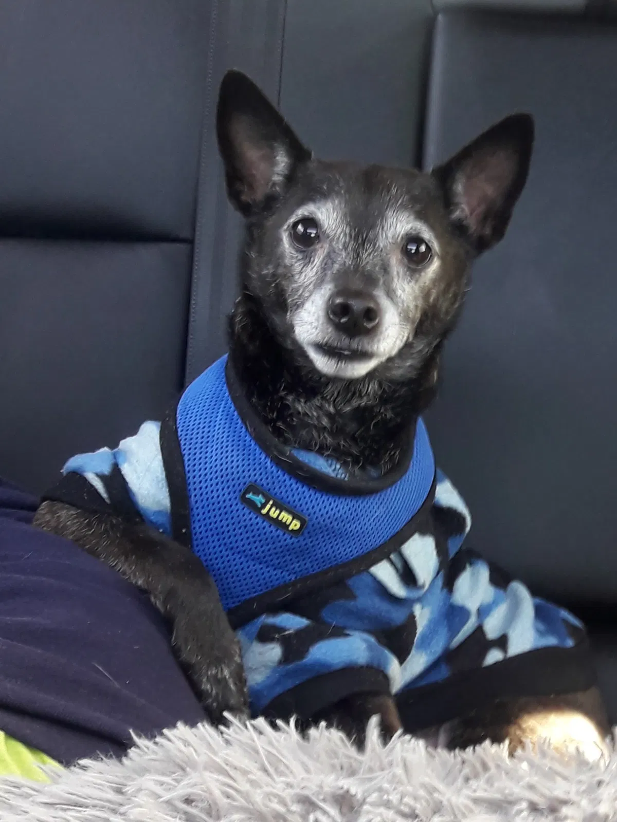 Lost dog in Melbourne, FL, 32904