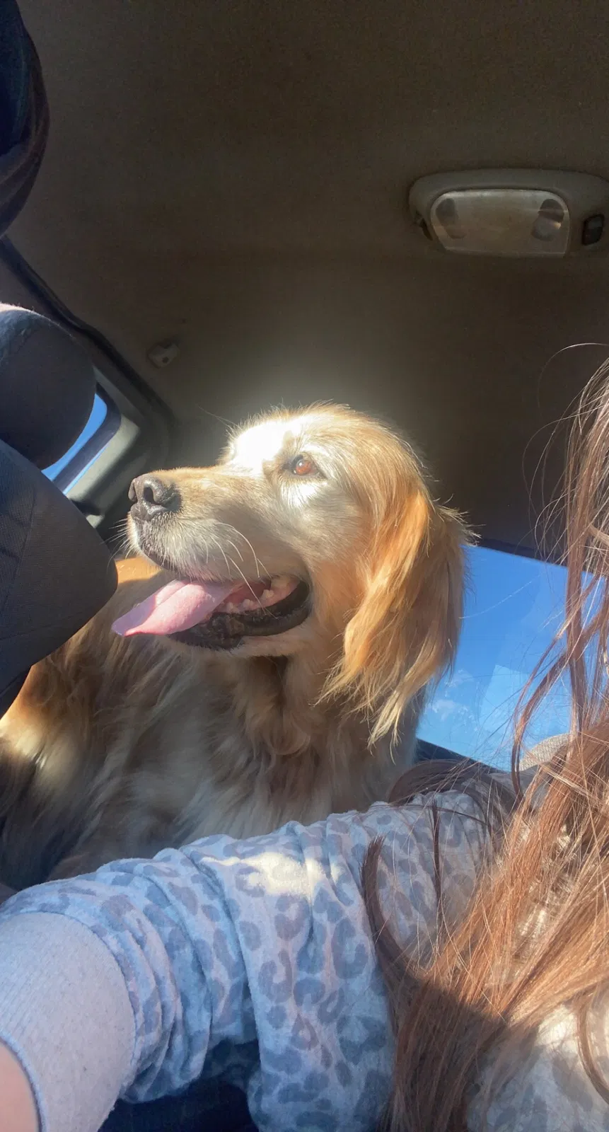 Lost dog in Hinton, VA, 22831
