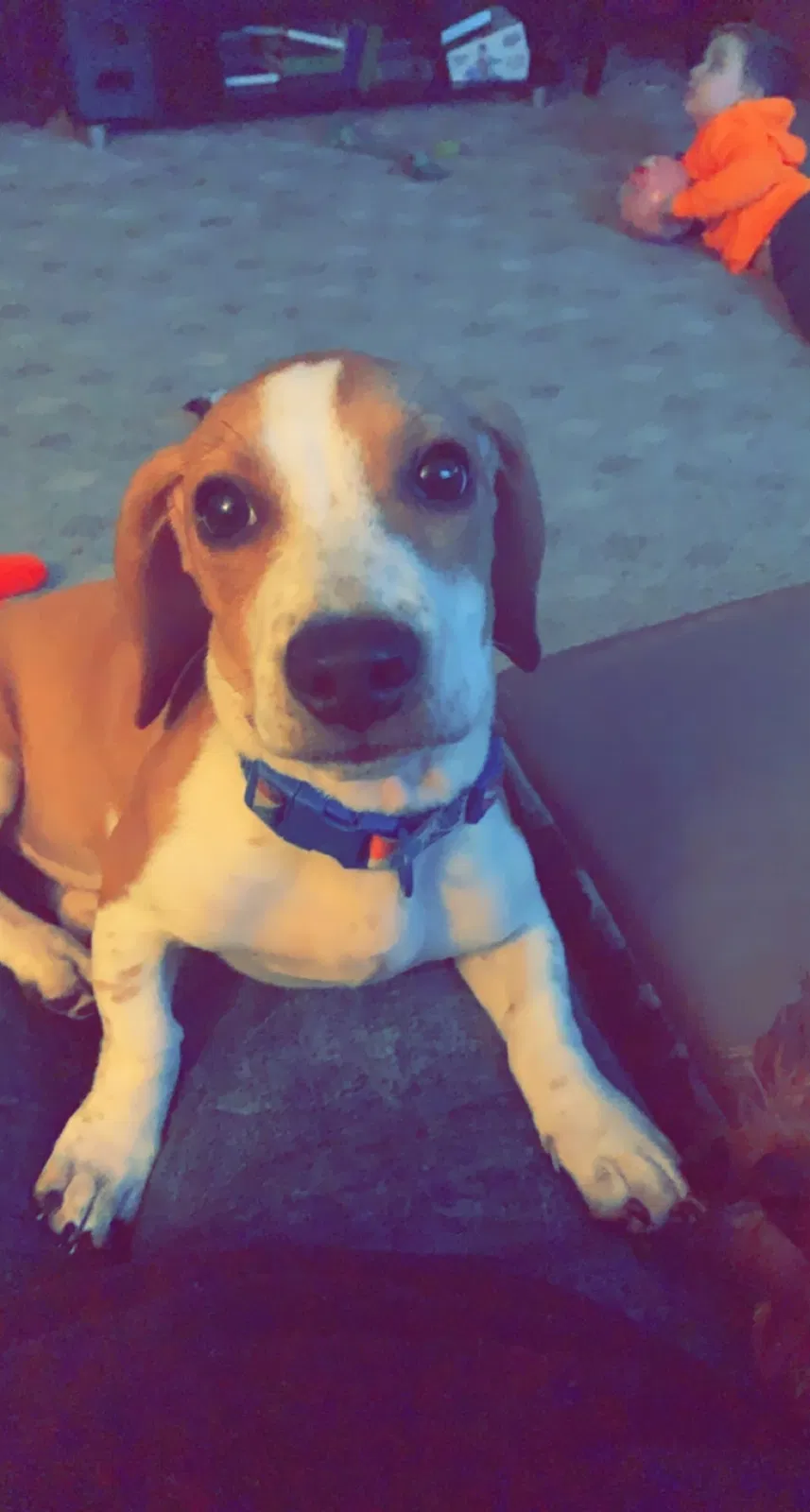 Lost dog in Girard, PA, 16417