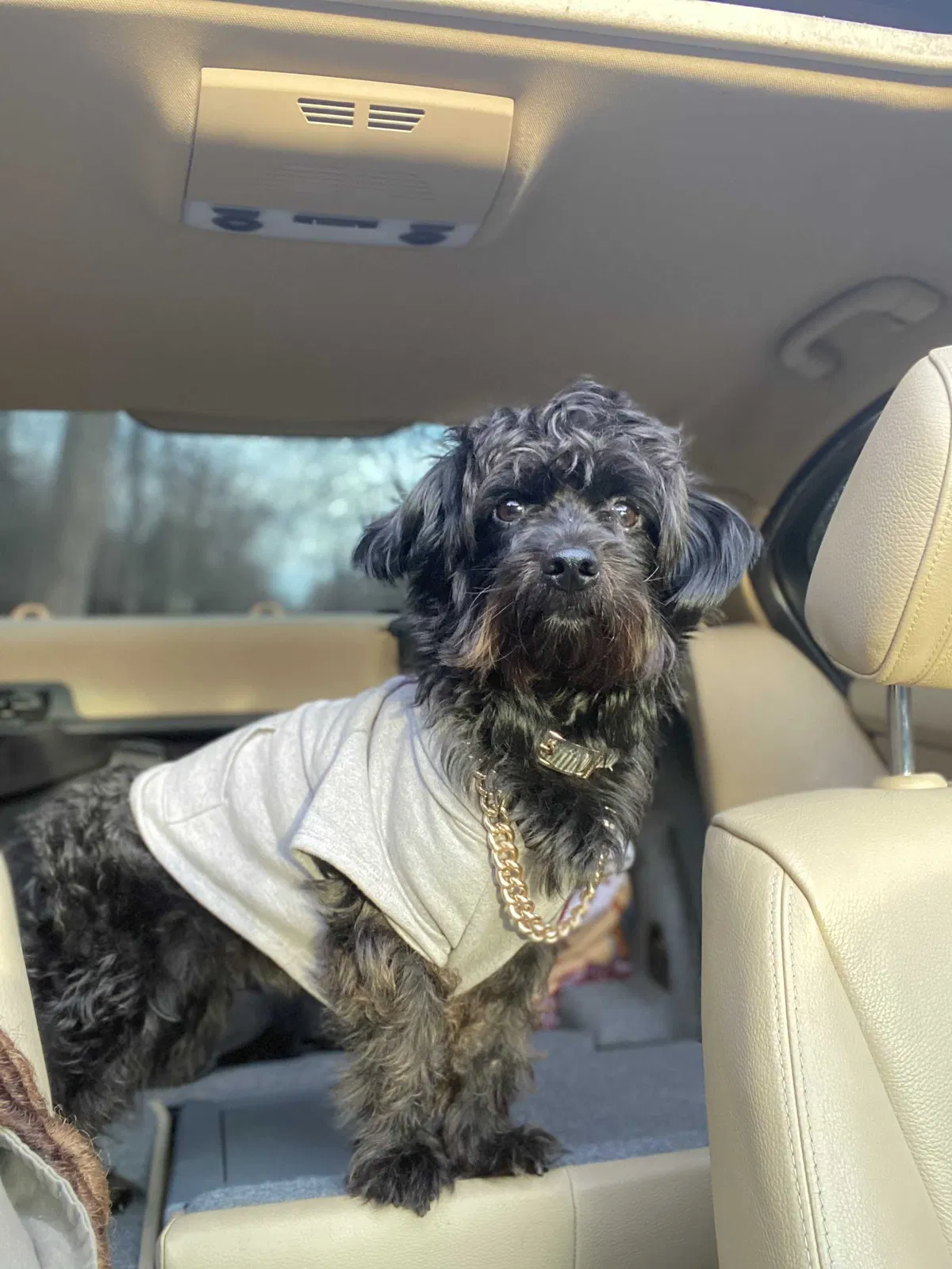 Lost dog in Hyattsville, MD, 20783