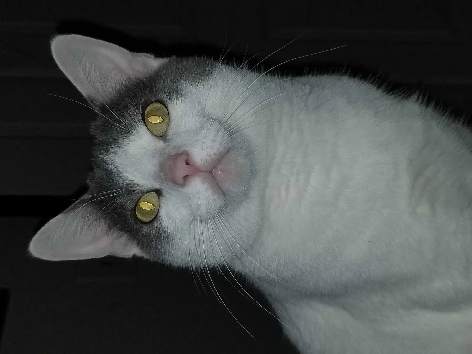 Lost cat in Columbus, OH, 43230