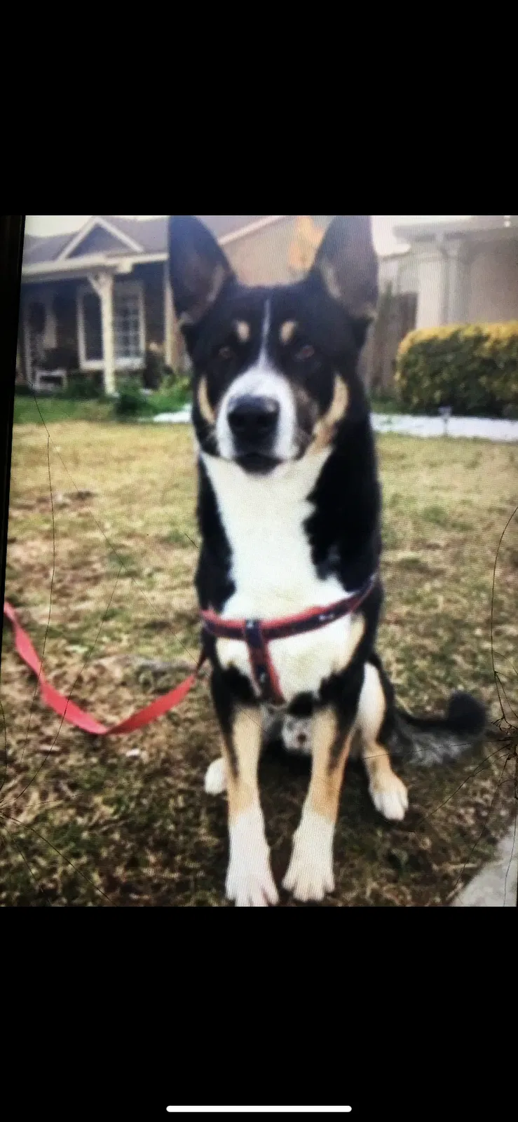 Lost dog in Ceres, CA, 95307