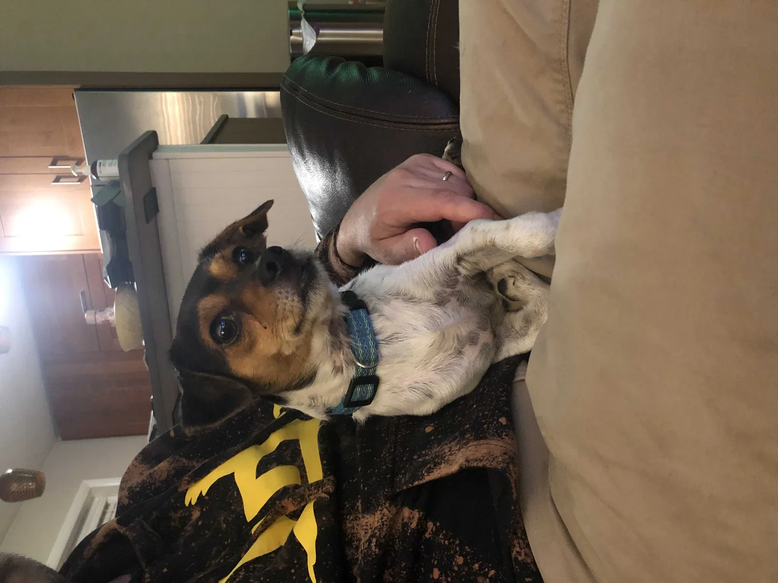 Found dog in Orlando, FL, 32804