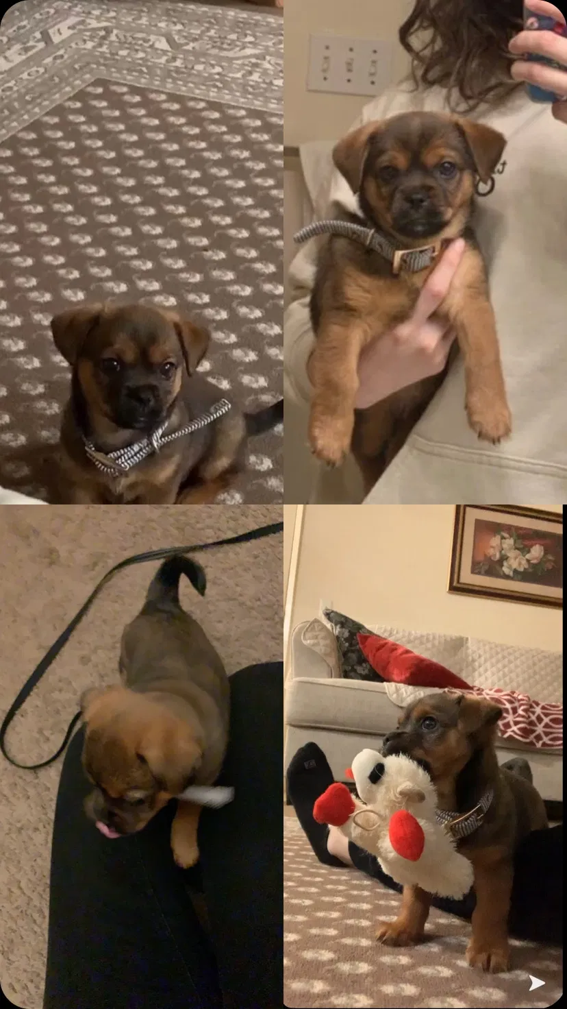 Lost dog in Bakersfield, CA, 93309