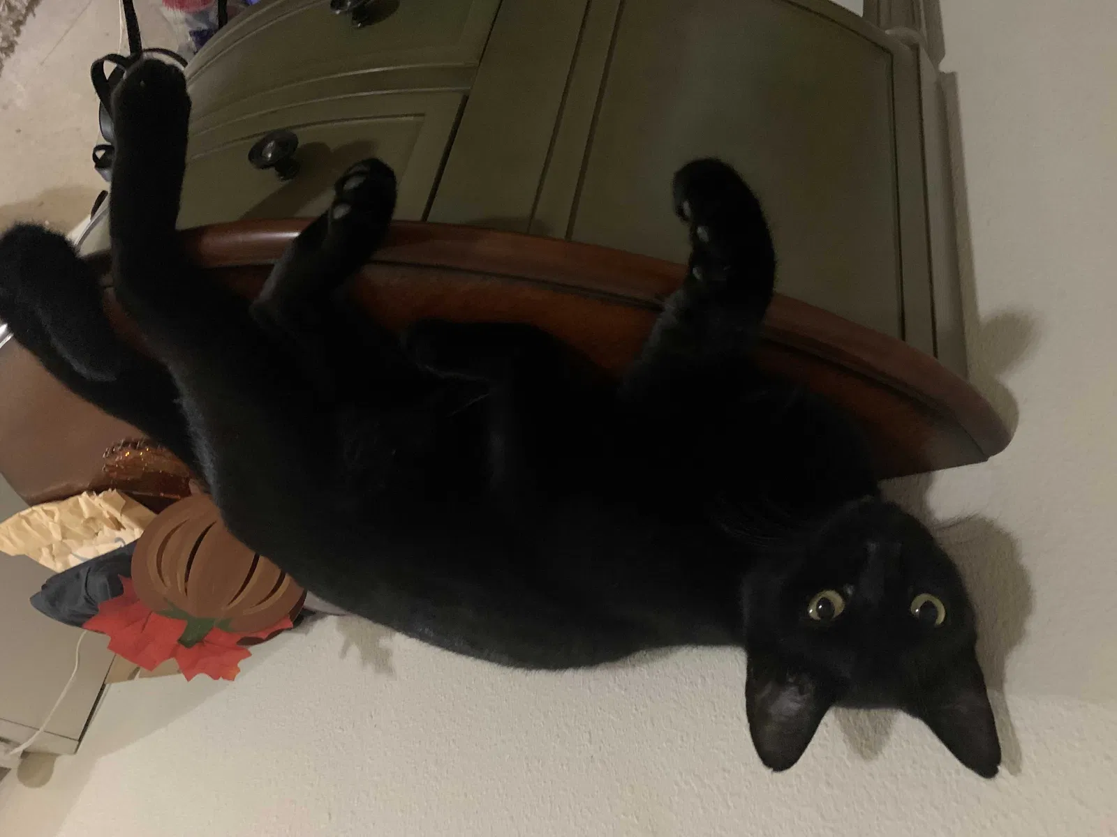 Lost cat in Tavares, FL, 32778