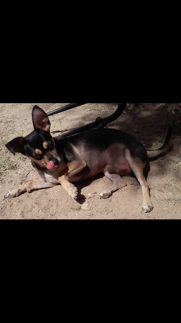Lost dog in Tucson, AZ, 85705