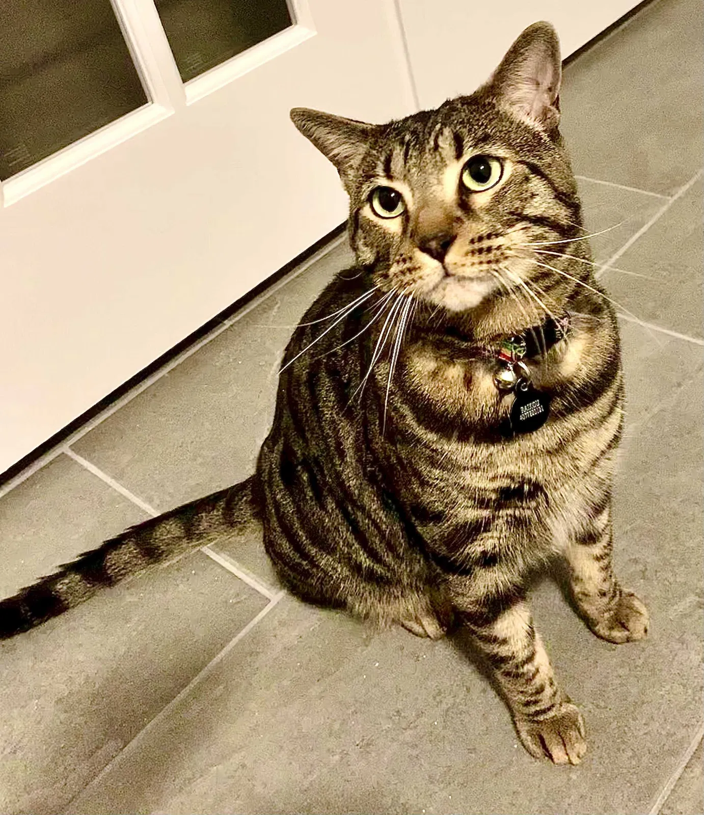 Lost cat in Saint Cloud, FL, 34771
