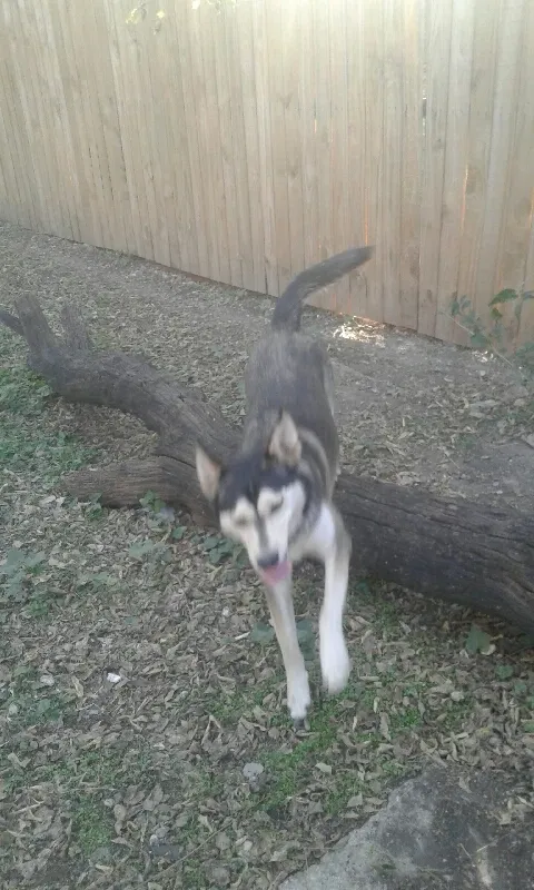 Lost dog in Fort Worth, TX, 76110