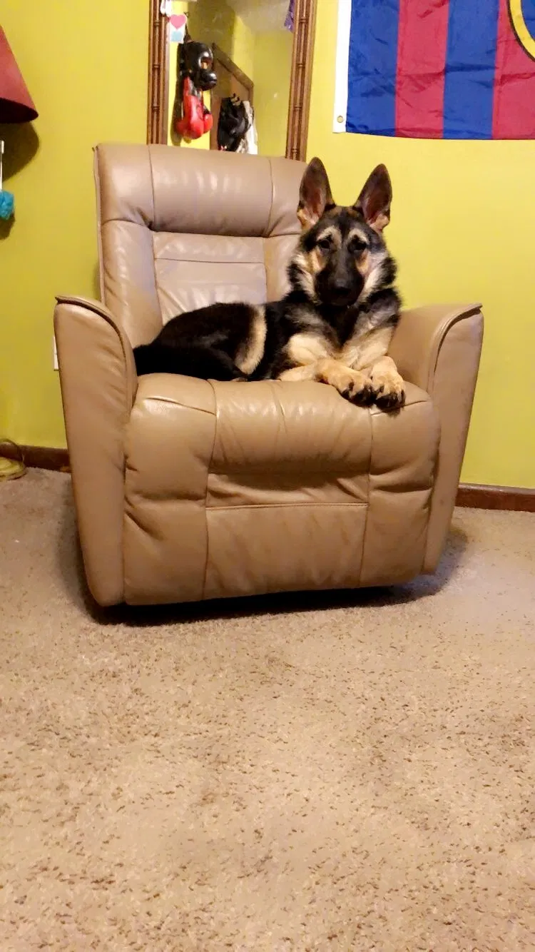 Lost dog in Metairie, LA, 70006